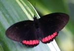 información sobre Mariposa Negra con Falda Roja