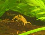 información sobre Cangrejo tanque, cucaracha de río.