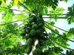 información sobre Papaya