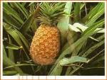 información sobre Piña
