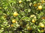 información sobre Limón