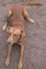 información sobre Loco, perro criollo doméstico