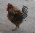 información sobre Aves de corral de pluma volcada