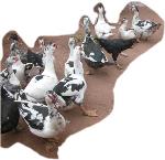 información sobre Patos, aves de corral