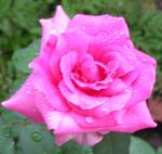 información sobre Rosa color rosado