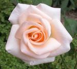 información sobre Rosa color salmon