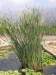 información sobre Totora