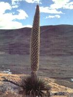 información sobre Puya raimondi