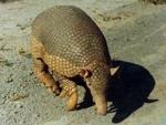 información sobre Pejichi, Armadillo Gigante