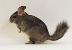 información sobre Chinchilla de cola larga