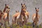 información sobre Vicuña