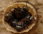 información sobre Suro, Abeja nativa, Abeja sin aguijón