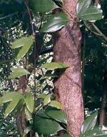 información sobre Canela