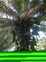 información sobre Bibosi