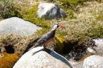 información sobre Pato de torrente