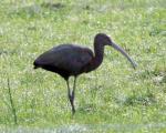 información sobre Ibis verde