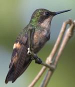 información sobre Coqueta Abanico de Punta Blanca o Coqueta Verde