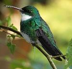 información sobre Picaflor garganta blanca o colibrí gargantilla