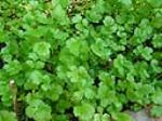 información sobre Cilantro