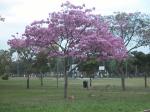 información sobre Tajibo Morado