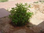 información sobre Menta
