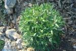 información sobre Salvia