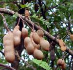información sobre Tamarindo