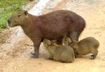 información sobre Capiguara o capibara
