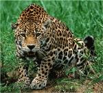 información sobre Jaguar o Yaguareté