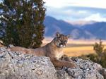 información sobre Puma o Leon de montaña