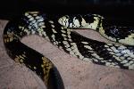 información sobre Culebra Tigre Cazadora