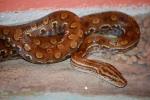 información sobre Boa Tornasol, Sobí, Yeyú