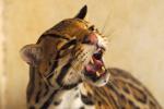 información sobre Gato Onza, Ocelote