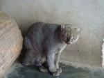 información sobre Gato Gris
