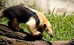 información sobre Oso Melero u oso hormiga