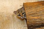 información sobre Gato Brasil