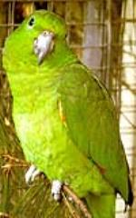 información sobre Loro Verde