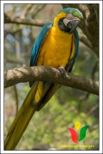 información sobre Paraba Azul Amarillo