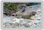 información sobre IGUANA
