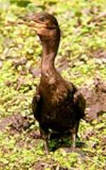 información sobre Pato Cuervo