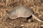 información sobre armadillo