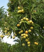 información sobre MANGO