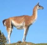 información sobre Guanaco
