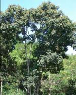 información sobre TARARA