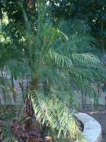 información sobre Palmera enana