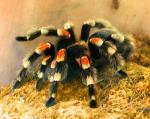 información sobre tarantula