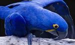 información sobre Guacamayo