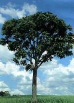 información sobre CEDRO
