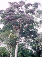 información sobre CAMBARA