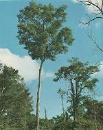información sobre ROBLE